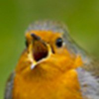 birdsrightsactivist(@ProBirdRights) 's Twitter Profile Photo