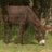 Joselibre4's profile image