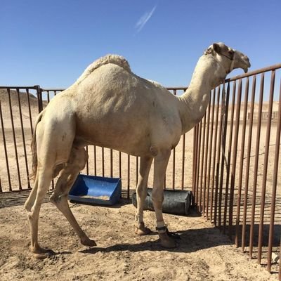 Yanbu اللهم اني اسألك العفو والعافيه في الدنيا والاخره