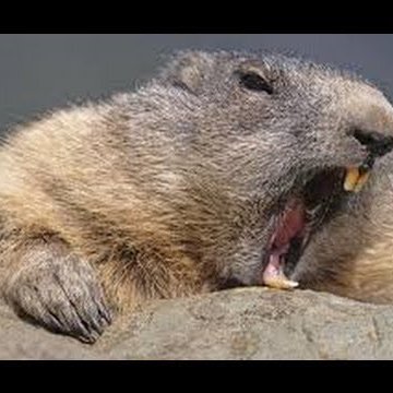 pullmyf27090993's profile picture. 