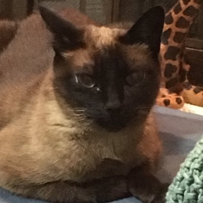 kyliea2019's profile picture. 