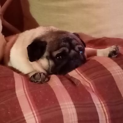 chicacarrasco's profile picture. 