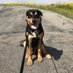 Bixby (@bixbyisagoodboy) Twitter profile photo Bixby (@bixbyisagoodboy) Twitter profile photo