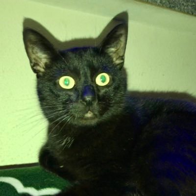 gunsandrazors's profile picture. 