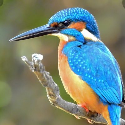 ipibazza1971's profile picture. 