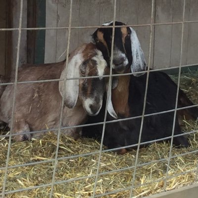 _lilly_2012's profile picture. 💐💐I love @OneDirection @5SOS @ShawnMendes @taylorswift13 I love my twin sister @_ladybug_2012 She's the other half of my life. Music is my lifesaver 💐💐