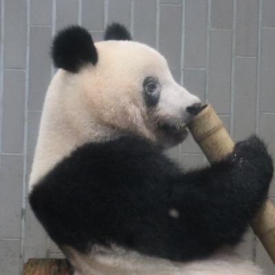 ジャイアントパンダ保護サポート会員。
WWFジャパン会員。マヌルネコとワオキツネザルがお気に入り。飼い猫も白黒。