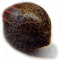 barry goode - @ruderalisseeds Twitter Profile Photo