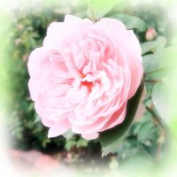 碧妃*取引垢 (@aoi_h_j_r_love) 's Twitter Profile
