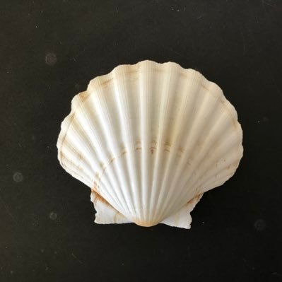 louise_mireya's profile picture. Proud Northern Democrat, likes smart wit and sarcastic humor, all tweets are my own, and the retweets I forward are fascinating