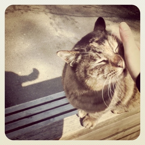 ikunee's profile picture. 大阪天満宮お参りツイート多め。その次に猫とたまごツイート多め。