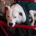 Gilbert Guevara S - @gilbertguevara - Twitter