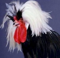 ButcherChickens's profile picture. http://t.co/7wRjToRlv8

http://t.co/DJqBpSY3eX