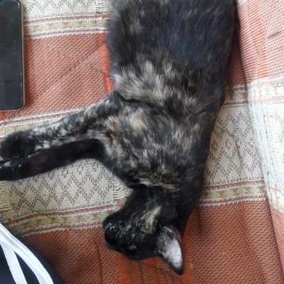 Mertさんのプロフィール画像