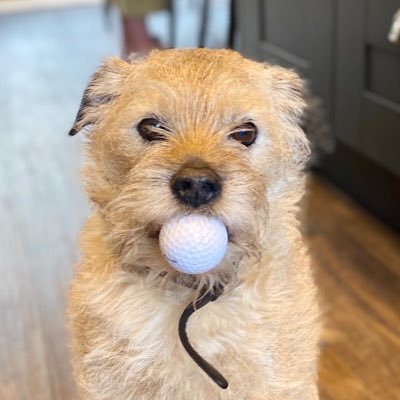 wordbirdy's profile picture. Trying hard to see the best in everything.