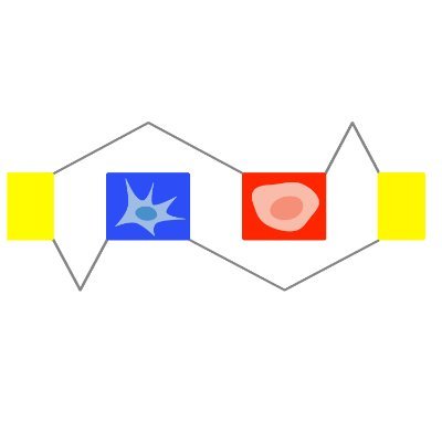 We study the regulation, function and evolution of RNA networks with critical roles in development and disease