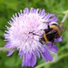 RachHomer's profile picture. Gardening, flowers, nature, wildlife, photography, dogs and cats 💕