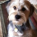 Dan Shultz - @bonzibrother - Twitter