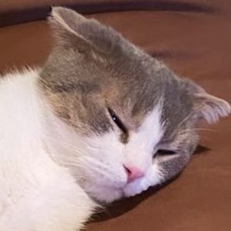 BlinkJSLC's profile picture. รักเจ้าก้อนทั้งสี่ คิคิ❤ Jenlisa is real!!!! 🖤