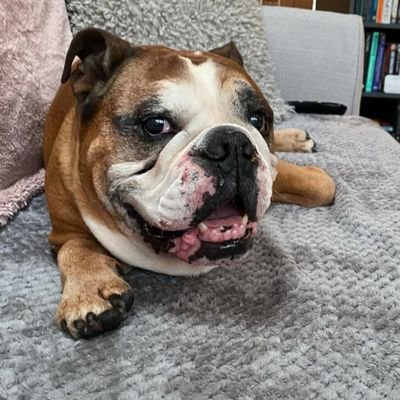 LoveBulldog Profile Picture