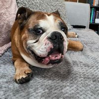 Lynsey (@lovebulldog) Twitter profile photo