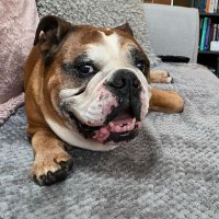 Lynsey(@LoveBulldog) 's Twitter Profile Photo