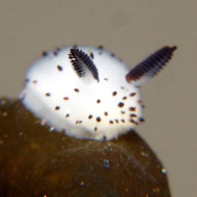 Chxerriさんのプロフィール画像
