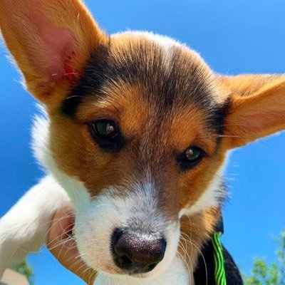 I’m Rollie, a Pembroke Welsh Corgi 🐶🐾 Born May 17th, 2020 🎂 I’m a sweet little boy 🍰🥰 *with a dash of jalapeño pupper for some added spice 🌶