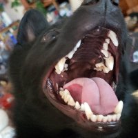 Little Black Devil dog. .The Political Pup(@leiter_robin) 's Twitter Profileg