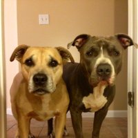 Mambo (@noseaunbaboso) 's Twitter Profile Photo