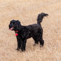 Alan Platt (@oldawg55) 's Twitter Profile