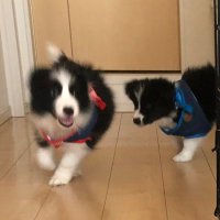 ダンとリク (@danriku_hachi) 's Twitter Profile
