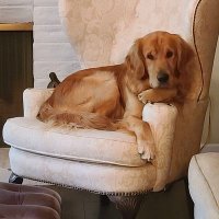Rizzo's Walking Buddy (@the_old_dc) 's Twitter Profile