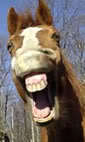 Retired Not rich beautiful clever very kind hearted rescue horses Fan Russell Crowe Jim Carrey interested esoteric/consciousness/quantum physics