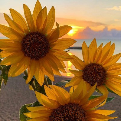 Purnamariskha's profile picture. 