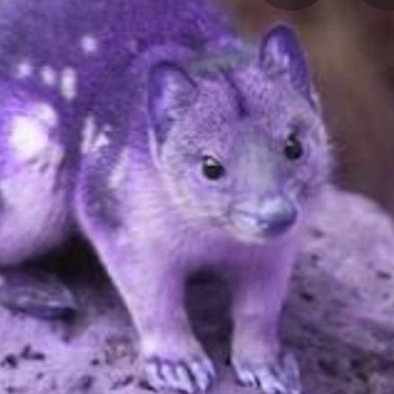 Purple Quoll 👒💜🎩🐨🦘🧬