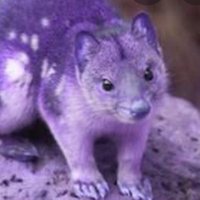 Purple Quoll 👒💜🎩🐨🦘🧬 (@pquoll) Twitter profile photo