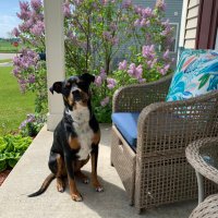 Gary Jensen, Jr. (@porkchopjensen) 's Twitter Profile