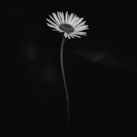 ‏❃ Nourah❥ (@n_19n6) Twitter profile photo