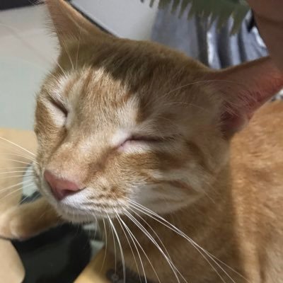 codeforlife7's profile picture. I wanna makes a code plan in 100 days in 1hr