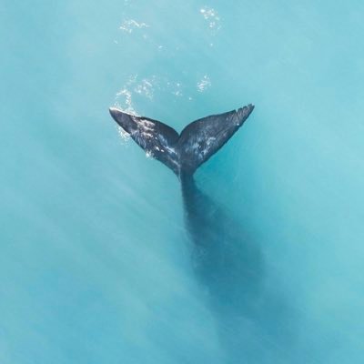 sademxi22's profile picture. فتاة لها من اسمها نصيب اعيش فالسماء وبين النجوم وعلى امواج البحر وجمال زرقته لي عالمي الخاص ولكم عالمكم 🎼🌏🌬