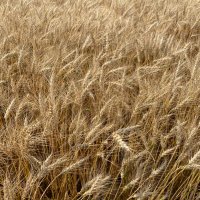 Birdsall Grain & Seed, LLC (@birdsallseed) 's Twitter Profile Photo Birdsall Grain & Seed, LLC (@birdsallseed) 's Twitter Profile Photo