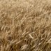 Birdsall Grain & Seed, LLC (@birdsallseed) Twitter profile photo Birdsall Grain & Seed, LLC (@birdsallseed) Twitter profile photo