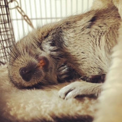 2018.7生まれ、デグーのみんとさん。 2019.4月に家族になりました。小柄な女の子、 アグーチ🐾 2023/6/3🌈今はお空にいます。#デグー#デグー沼#エキゾチックアニマル