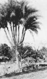 baqwas Profile Picture