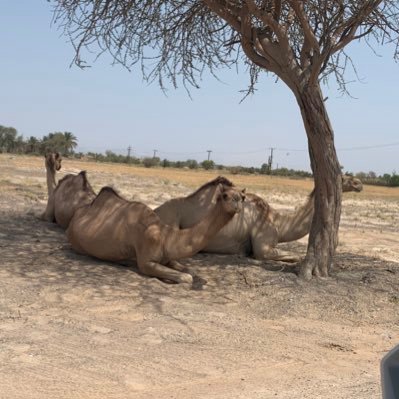 akshay_agrawal's profile picture. 