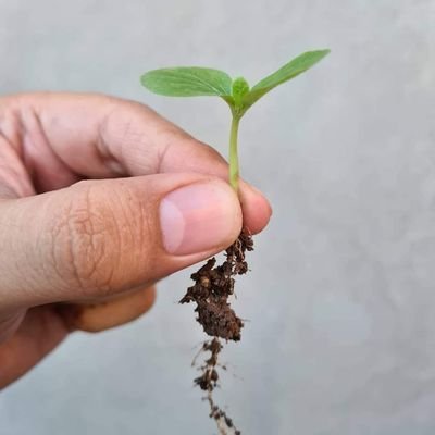 PlantBioGen's profile picture. Plant Biotechnology & Genomics
🌱🧬👨‍💻