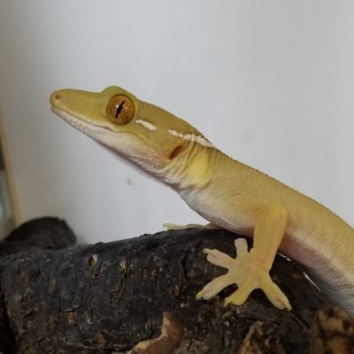 おと爬 むちむちかわいい W ムーアカベヤモリですか またちがう種類ですか おと爬 むちむちかわいい W ムーアカベヤモリですか またちがう種類ですか