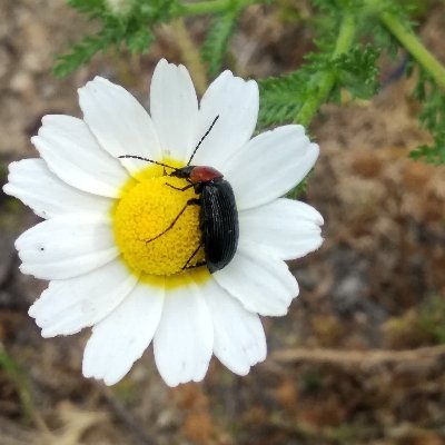 Agricultor y ganadero
Desencantado del país en que se ha convertido mi amada España
La buena vida es cara, la hay más barata, pero no es buena