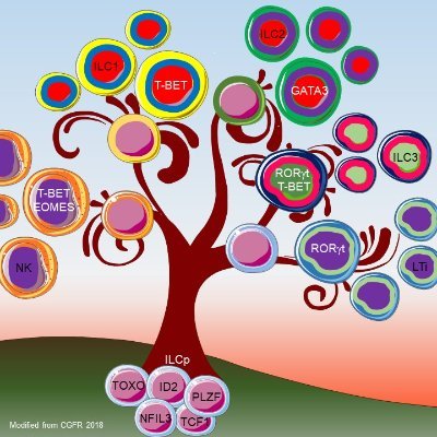 Sapienza University of Rome @SapienzaRoma, Istituto Pasteur @istitutopasteur, @AIRC_it, #NKcells #InnateLymphoidCells #CancerImmunology #GeneRegulation #JAKSTAT